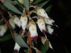 Conostephium pendulum