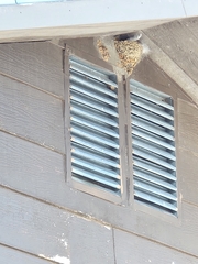 Petrochelidon pyrrhonota