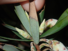 Conostephium pendulum
