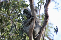 Phascolarctos cinereus