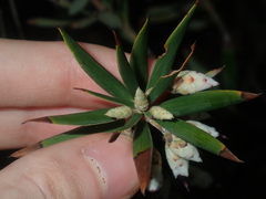 Conostephium pendulum