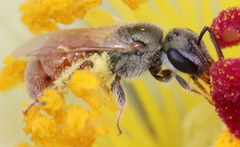 Anthophila
