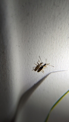Myodocha serripes