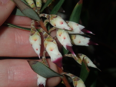 Conostephium pendulum