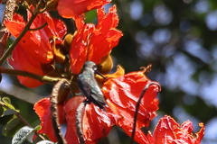 Heliomaster constantii