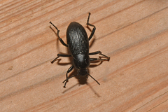 Tenebrioninae