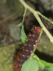 Polygonia interrogationis
