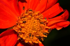 Dahlia coccinea
