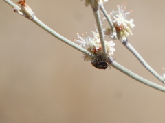 Bagrada hilaris