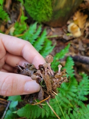 Melanophyllum haematospermum