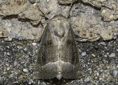 Papaipema nebris