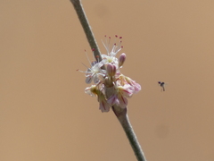 Mythicomyiidae