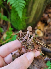 Melanophyllum haematospermum