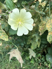 Alcea rugosa
