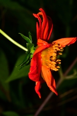 Dahlia coccinea