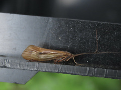 Limnephilus