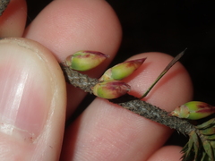 Astroloma microdonta