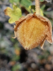 Fremontodendron