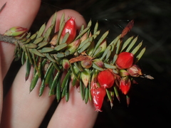 Astroloma microdonta