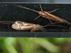 Limnephilus