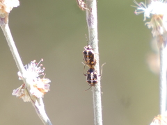 Bagrada hilaris