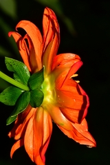 Dahlia coccinea