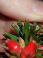 Astroloma microdonta