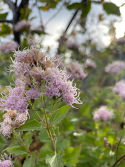 Ageratina occidentalis