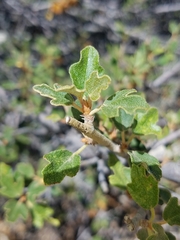 Fremontodendron