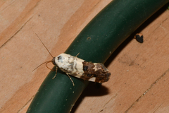 Acontiini