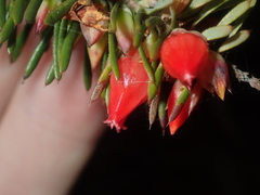 Astroloma microdonta