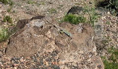 Crotaphytus collaris