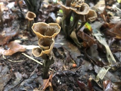 Craterellus fallax