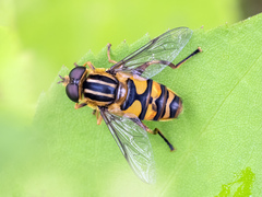 Helophilus fasciatus