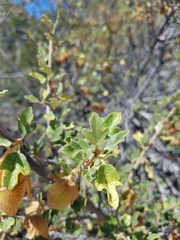 Fremontodendron