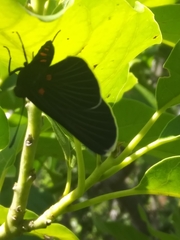 Melanis acroleuca acroleuca