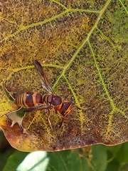 Euodynerus pratensis