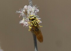 Philanthus multimaculatus