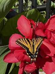 Papilio multicaudata