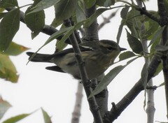 Setophaga fusca