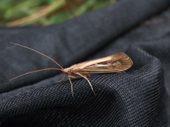 Limnephilus