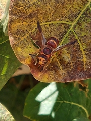 Euodynerus pratensis