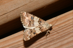 Schinia tertia