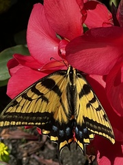 Papilio multicaudata