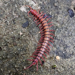 Scolopendra dehaani
