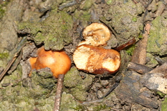 Zelleromyces