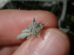 Xanthosia huegelii