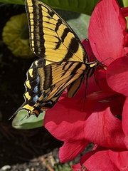 Papilio multicaudata