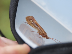 Limnephilus