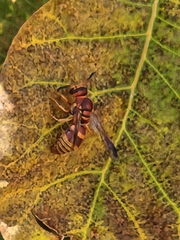 Euodynerus pratensis